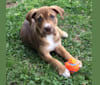 Chimi, a Staffordshire Terrier and Labrador Retriever mix tested with EmbarkVet.com