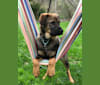 Archie, a Boxer and Chow Chow mix tested with EmbarkVet.com