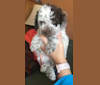 Sophia, a Lagotto Romagnolo tested with EmbarkVet.com