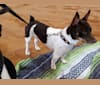Davey, a Teddy Roosevelt Terrier tested with EmbarkVet.com