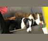 Nala Babe, an American Pit Bull Terrier and Siberian Husky mix tested with EmbarkVet.com