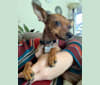 Milo, a Chihuahua and Miniature Pinscher mix tested with EmbarkVet.com