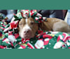 Casino, an American Pit Bull Terrier and Boxer mix tested with EmbarkVet.com