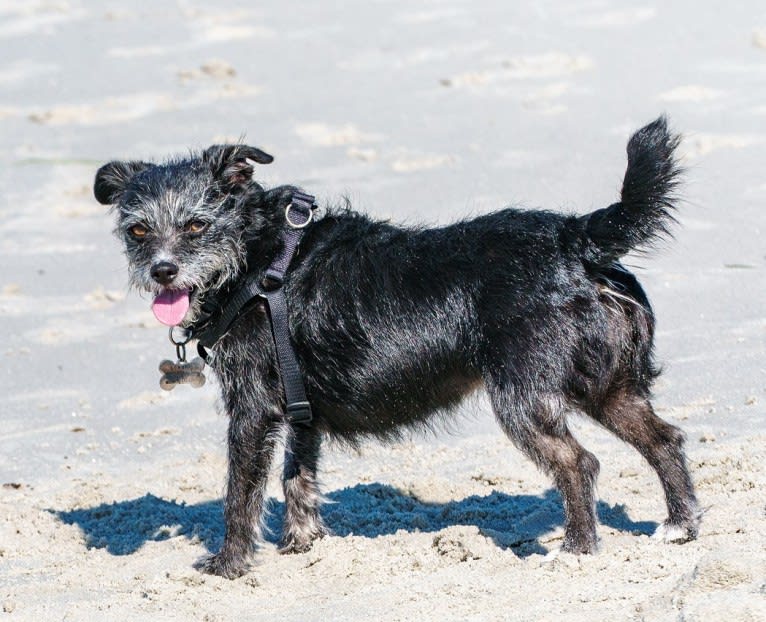 Scruffy, a Poodle (Small) and Chihuahua mix tested with EmbarkVet.com