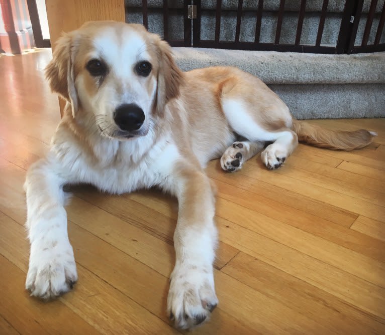 Gus, a Great Pyrenees and Golden Retriever mix tested with EmbarkVet.com