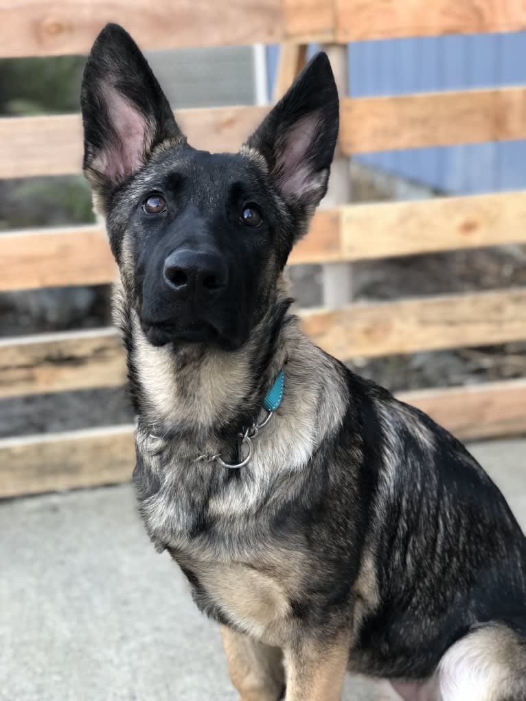 Fiona, a German Shepherd Dog tested with EmbarkVet.com