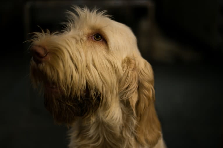 Rosa, a Spinone Italiano tested with EmbarkVet.com