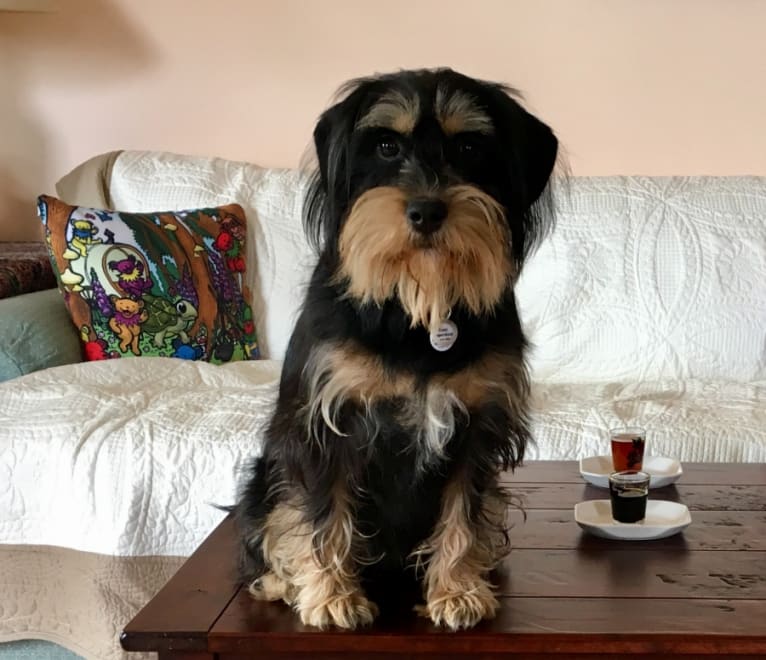 Zoey Zozo, a Miniature Schnauzer and Cocker Spaniel mix tested with EmbarkVet.com