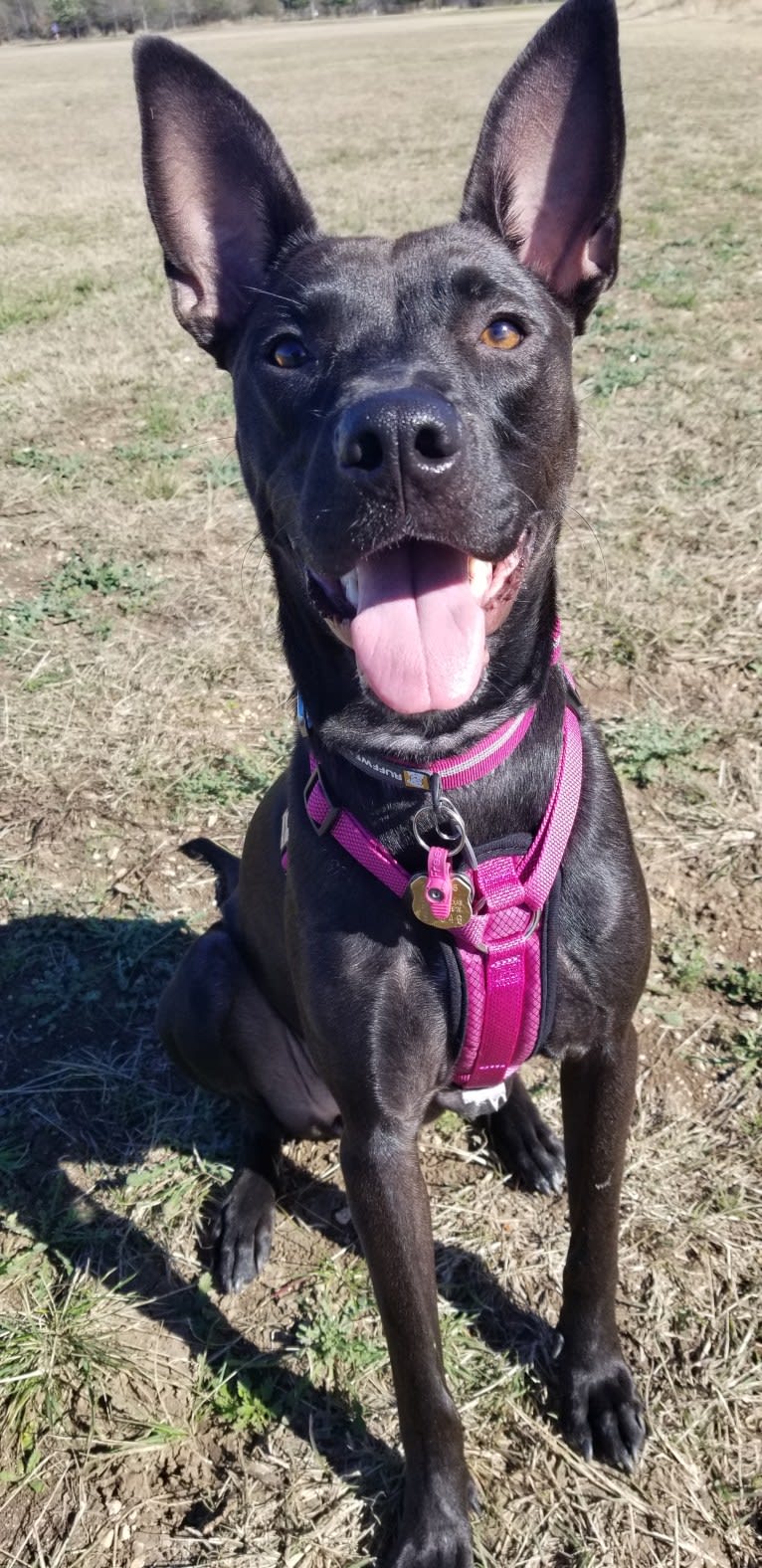 Nickel, a Rottweiler and American Pit Bull Terrier mix tested with EmbarkVet.com