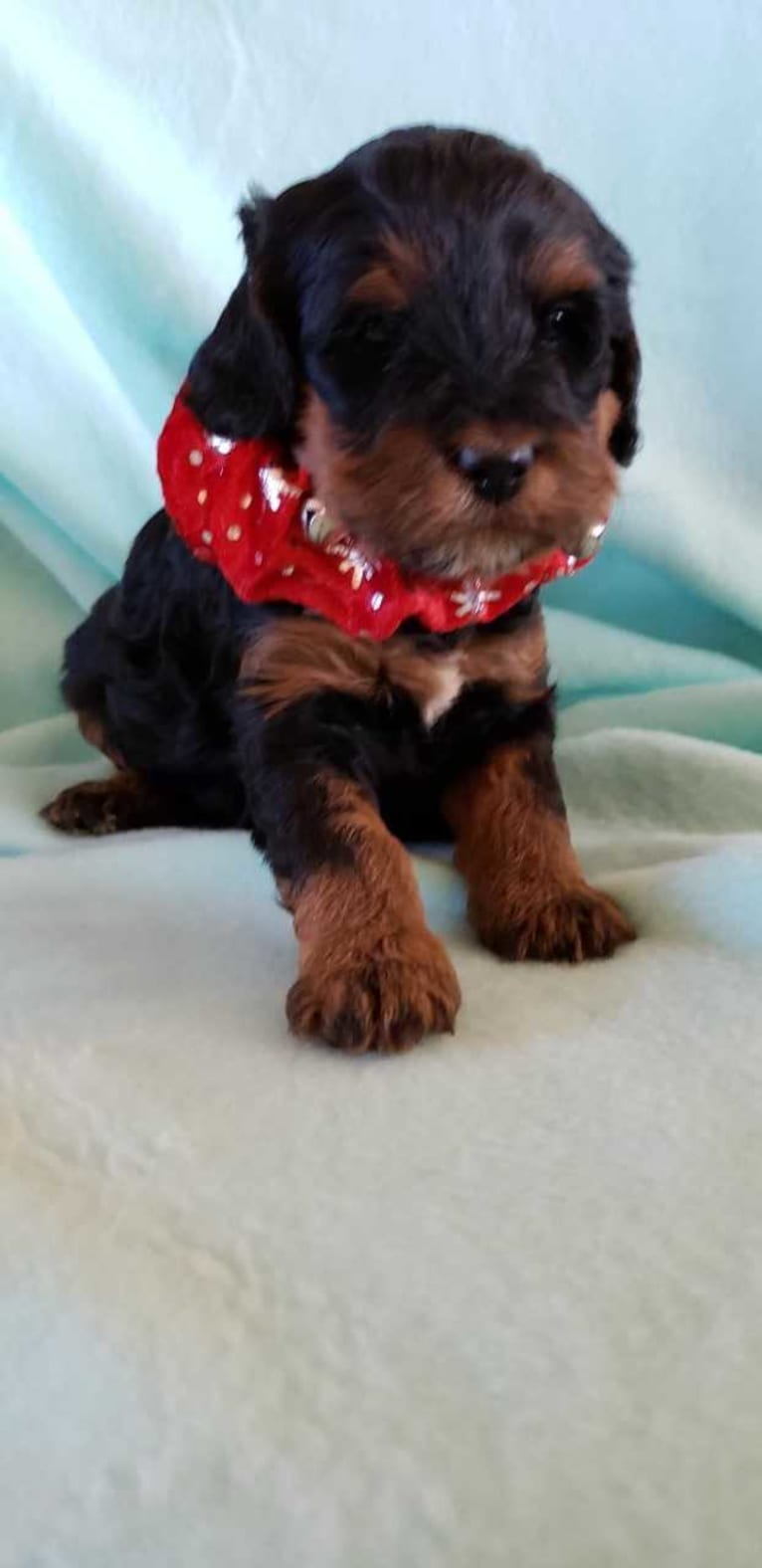 Huiterty Dixie Tulip, a Cockapoo tested with EmbarkVet.com