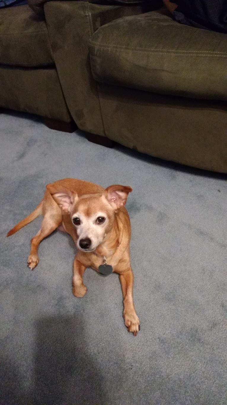 Jelly Bean, a Miniature Pinscher and Chihuahua mix tested with EmbarkVet.com