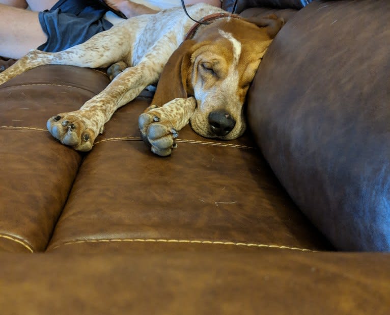 Ozloe, an American English Coonhound tested with EmbarkVet.com