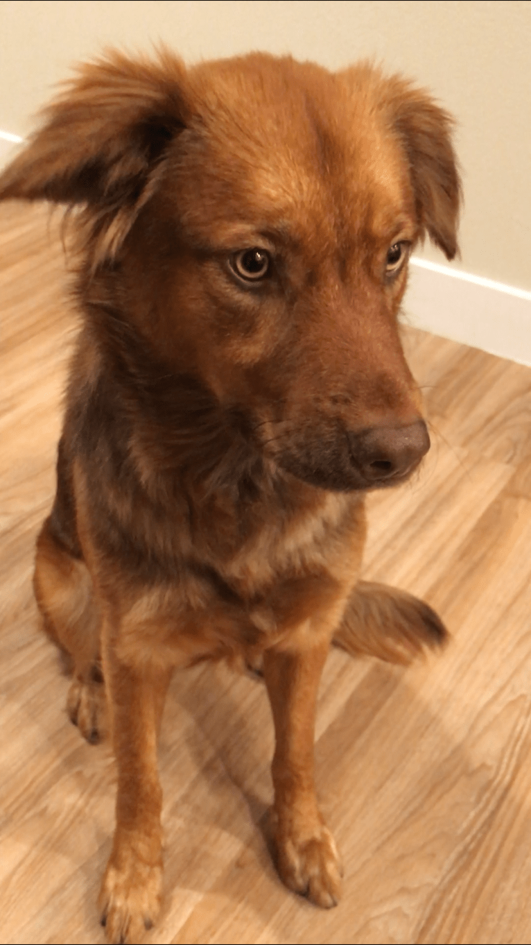 Phoenix, an Australian Cattle Dog and American Pit Bull Terrier mix tested with EmbarkVet.com