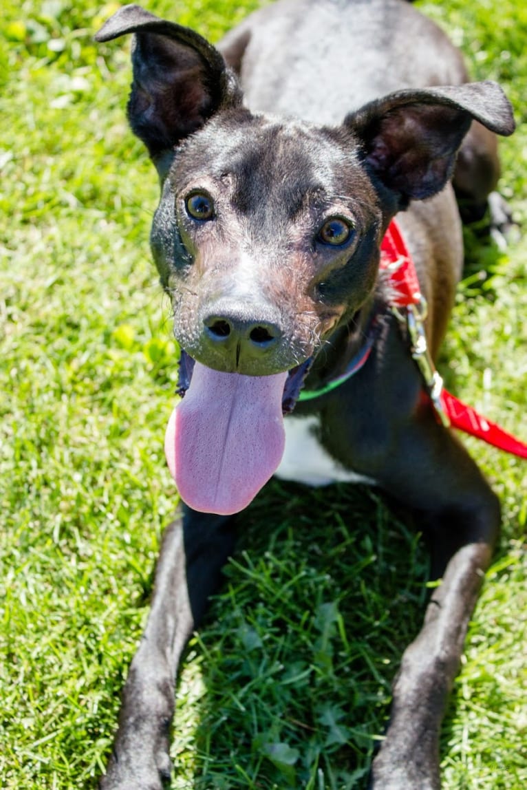 Robbie, a Boston Terrier and Labrador Retriever mix tested with EmbarkVet.com