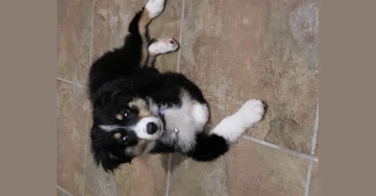 Korra, an Australian Shepherd Group tested with EmbarkVet.com
