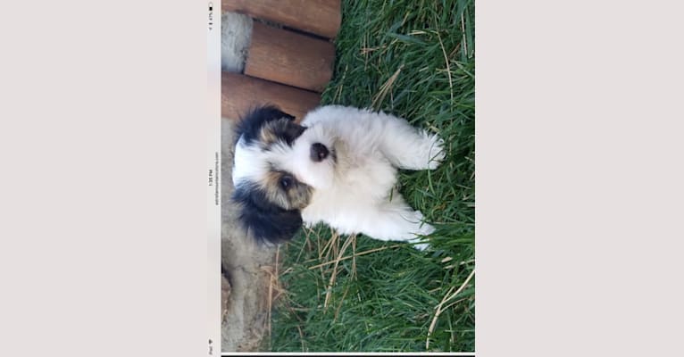 Wesley, a Coton de Tulear tested with EmbarkVet.com