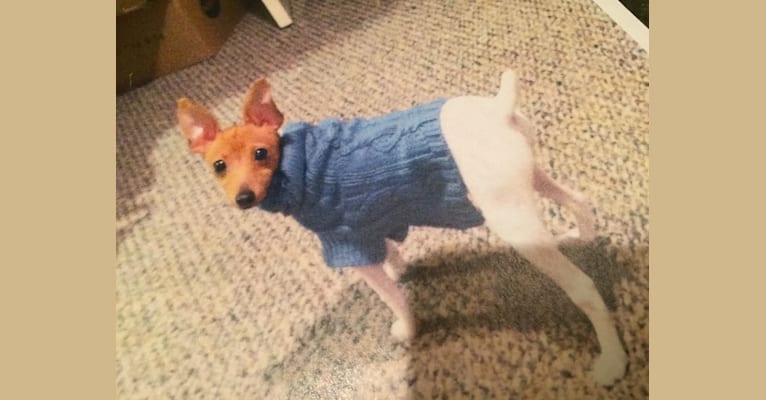 Midas, a Toy Fox Terrier tested with EmbarkVet.com