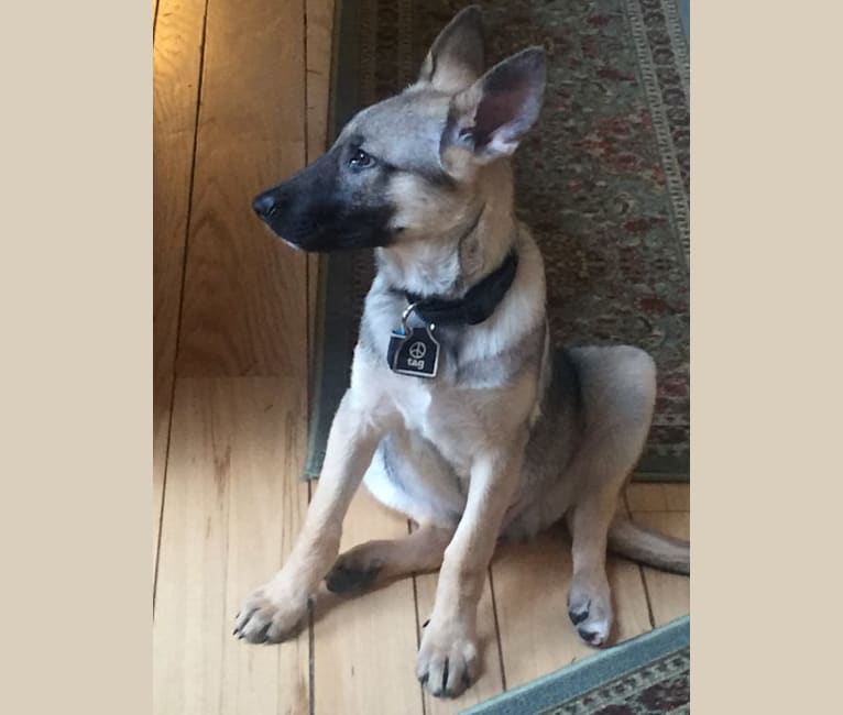 Ash, a German Shepherd Dog tested with EmbarkVet.com