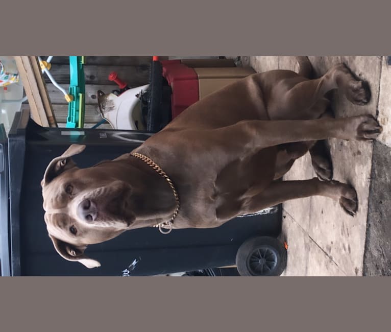 Kilo, a Cane Corso and Neapolitan Mastiff mix tested with EmbarkVet.com