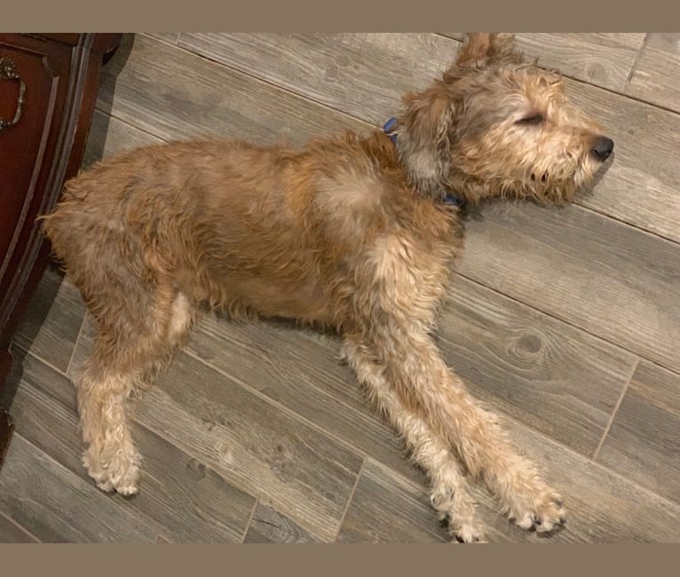 Embark Dog Dna Test Breed