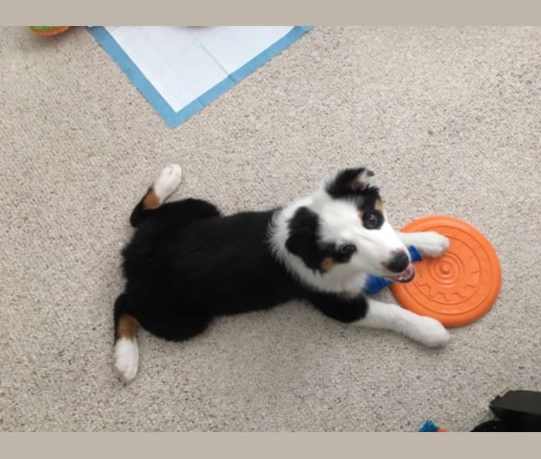 Rocket, an Australian Shepherd and Bernese Mountain Dog mix tested with EmbarkVet.com