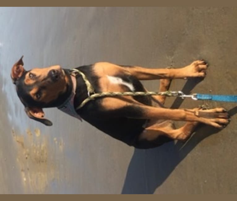 Photo of Lily, a Rottweiler, American Pit Bull Terrier, and Doberman Pinscher mix in La Puente, CA, USA