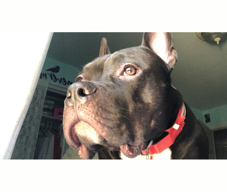 Mowgli, an American Bully tested with EmbarkVet.com