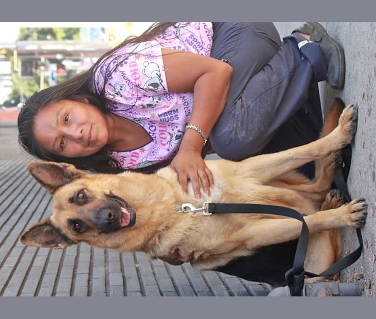 Greta, a German Shepherd Dog tested with EmbarkVet.com