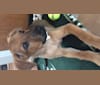 Jade, a German Shepherd Dog and Rottweiler mix tested with EmbarkVet.com