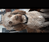 Jaxon, a Poodle (Standard) tested with EmbarkVet.com