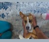 Raya, a Dachshund and Australian Cattle Dog mix tested with EmbarkVet.com