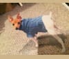 Midas, a Toy Fox Terrier tested with EmbarkVet.com