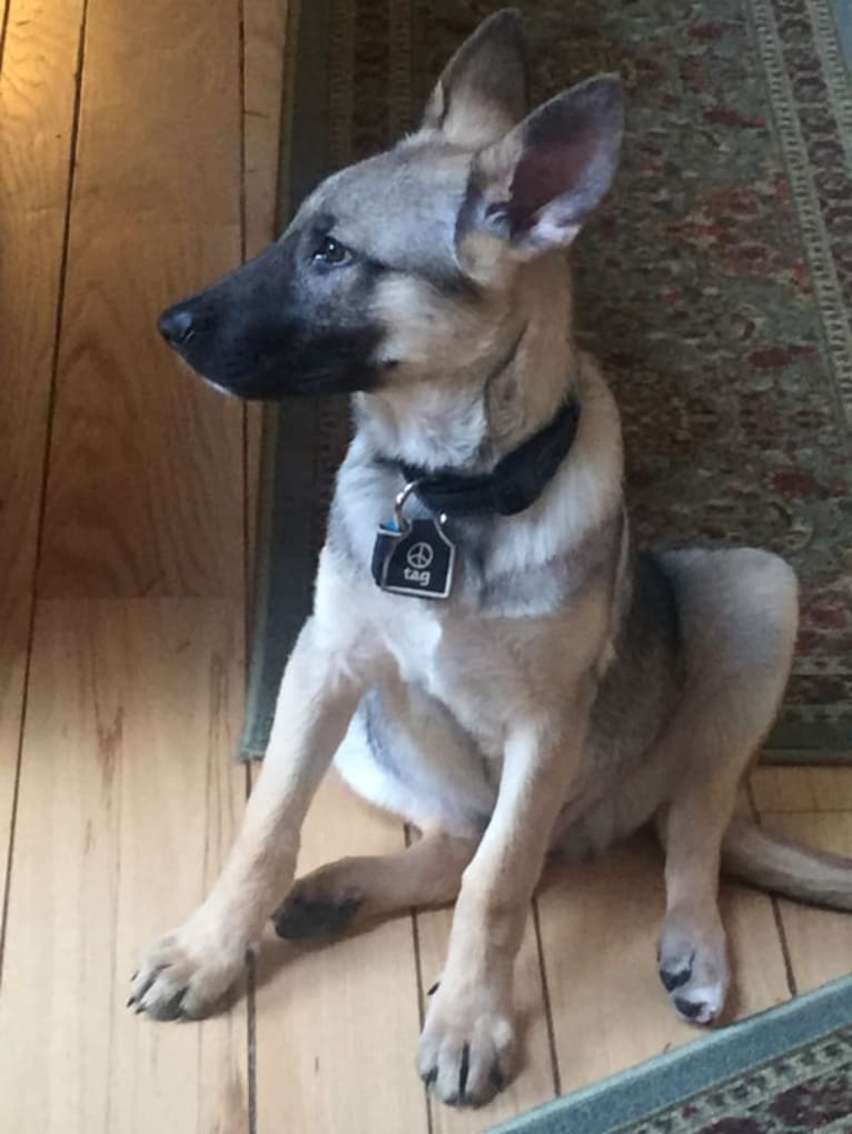 Ash, a German Shepherd Dog tested with EmbarkVet.com