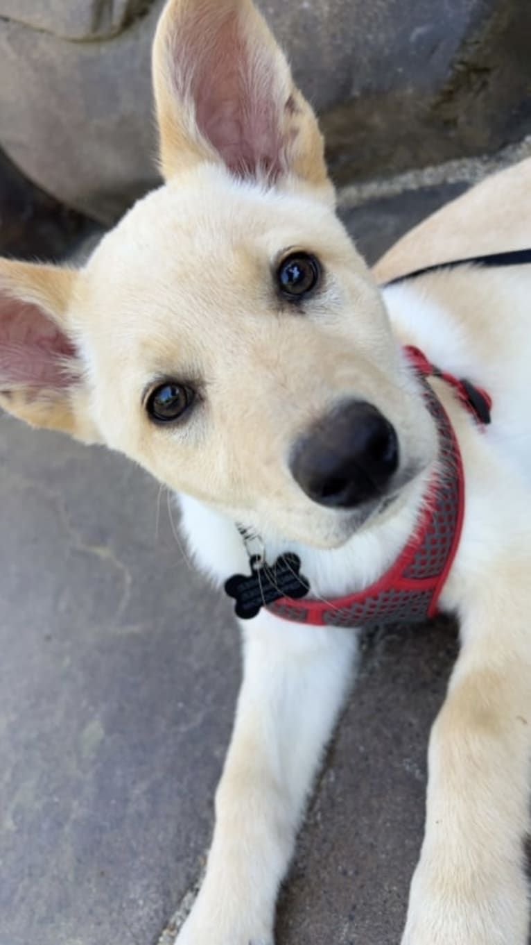 Junie B. Jones, a German Shepherd Dog and Australian Cattle Dog mix tested with EmbarkVet.com