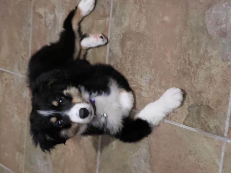 Korra, an Australian Shepherd tested with EmbarkVet.com