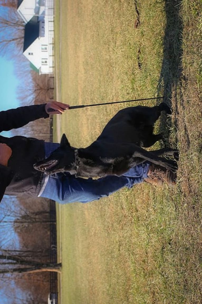 Jetta, a German Shepherd Dog tested with EmbarkVet.com