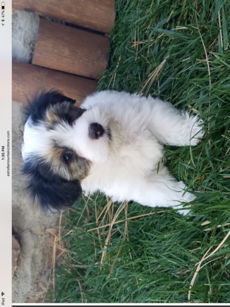 Wesley, a Coton de Tulear tested with EmbarkVet.com