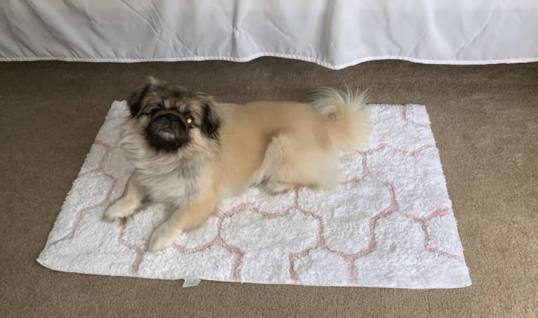 Harley, a Pekingese tested with EmbarkVet.com