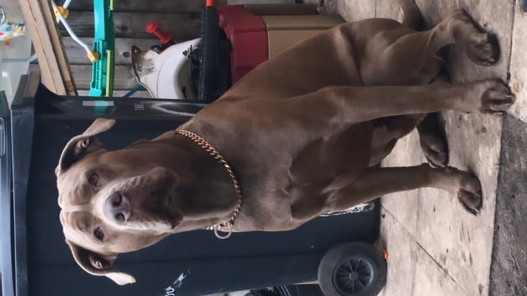 Kilo, a Cane Corso and Neapolitan Mastiff mix tested with EmbarkVet.com