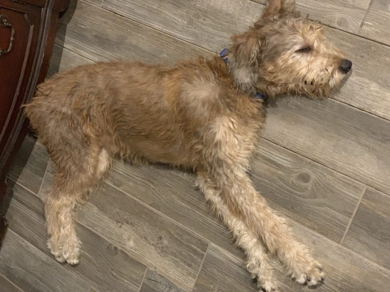 Bull terrier 2025 and poodle mix
