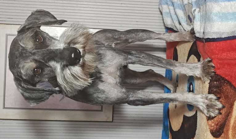 Sancho, a Miniature Schnauzer tested with EmbarkVet.com