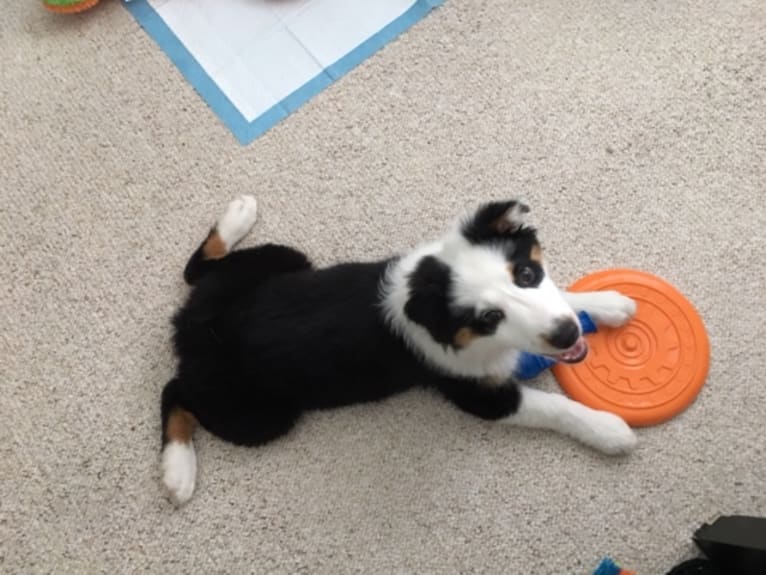 Rocket, an Australian Shepherd and Bernese Mountain Dog mix tested with EmbarkVet.com