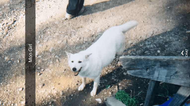 Buddy, an American Eskimo Dog and Norwegian Elkhound mix tested with EmbarkVet.com