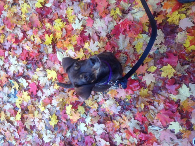 Emenefe, a Cocker Spaniel and Doberman Pinscher mix tested with EmbarkVet.com