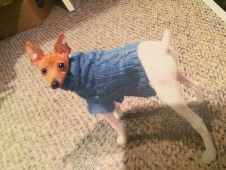 Midas, a Toy Fox Terrier tested with EmbarkVet.com