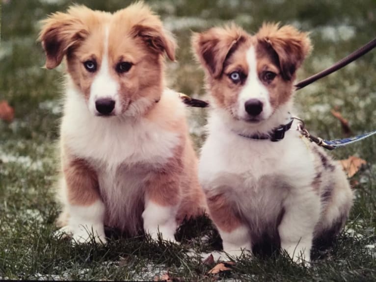 Skylar, an Australian Shepherd and Basset Hound mix tested with EmbarkVet.com