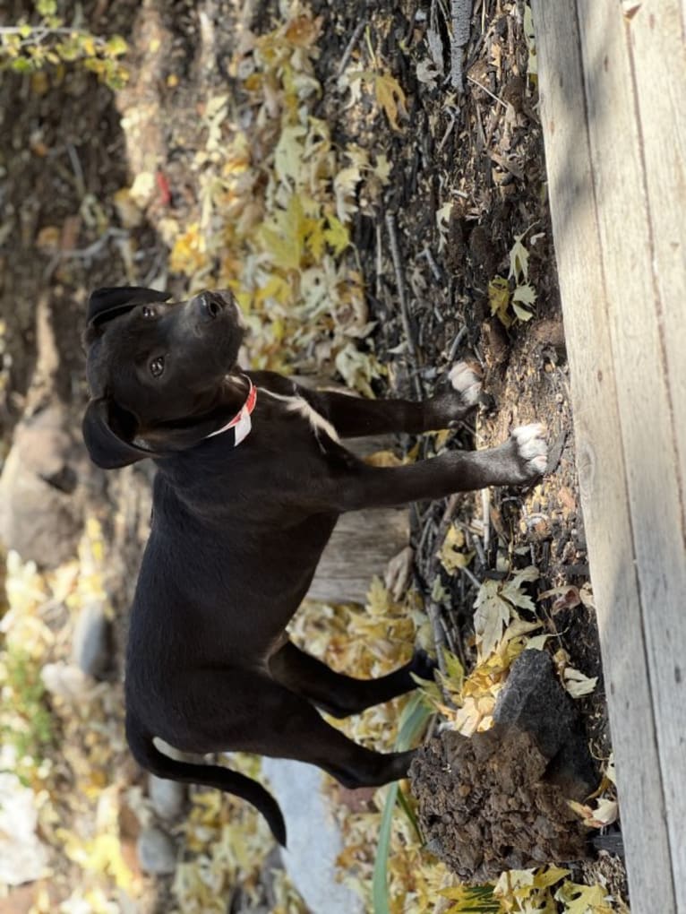 Poza, an American Pit Bull Terrier and Australian Cattle Dog mix tested with EmbarkVet.com
