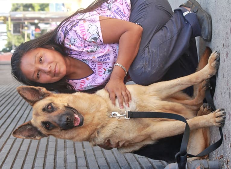 Greta, a German Shepherd Dog tested with EmbarkVet.com