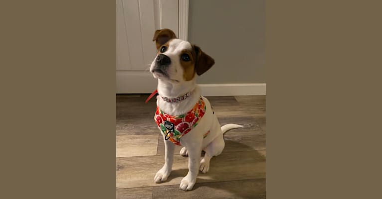 Pepper, an Australian Cattle Dog and American Pit Bull Terrier mix tested with EmbarkVet.com