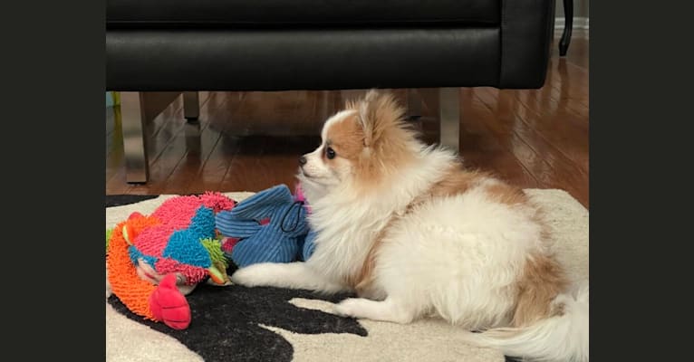 Eleanor, a Pomeranian tested with EmbarkVet.com